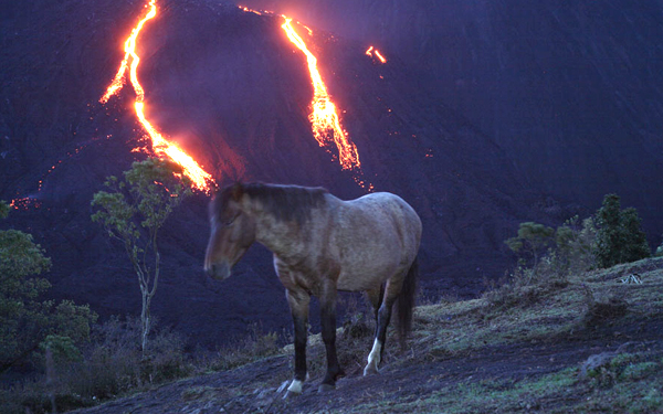 kuda gunung berapi