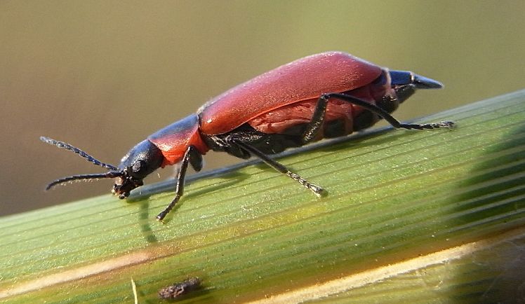 kumbang melyrid