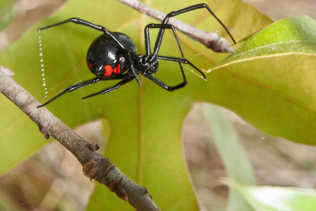 labah labah black widow labah labah paling berbisa dan berbahaya di dunia