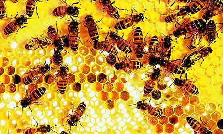 lebah adalah spesis paling bernilai di dunia