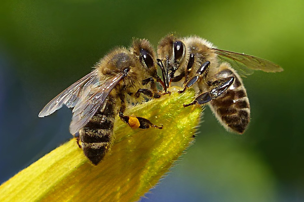 lebah madu mempunyai kebolehan pengenalan wajah