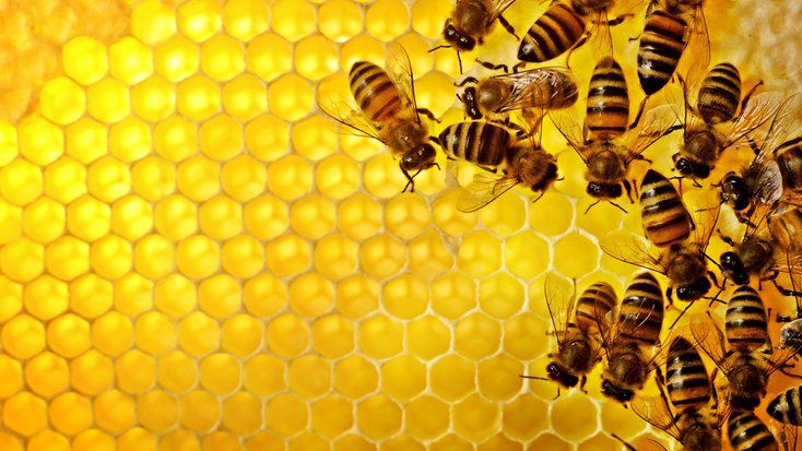 lebah madu mempunyai kemahiran matematik