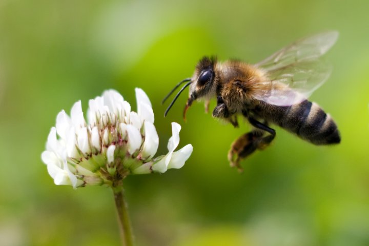 lebah madu menghampiri bunga