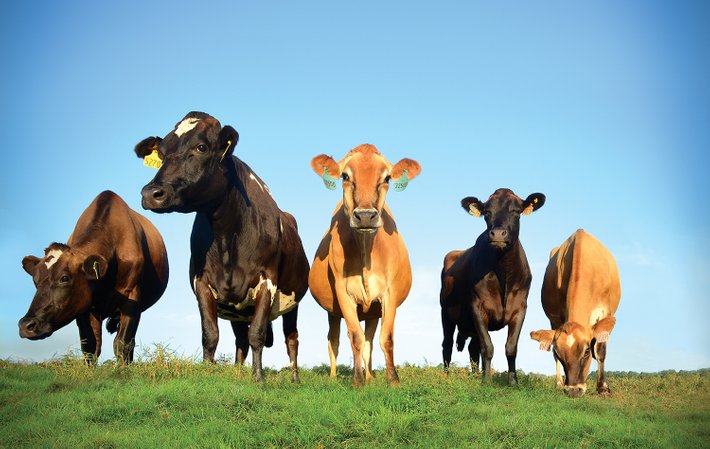 lembu memerlukan nutrien penting untuk tumbesaran sihat termasuklah bantuan daripada lebah