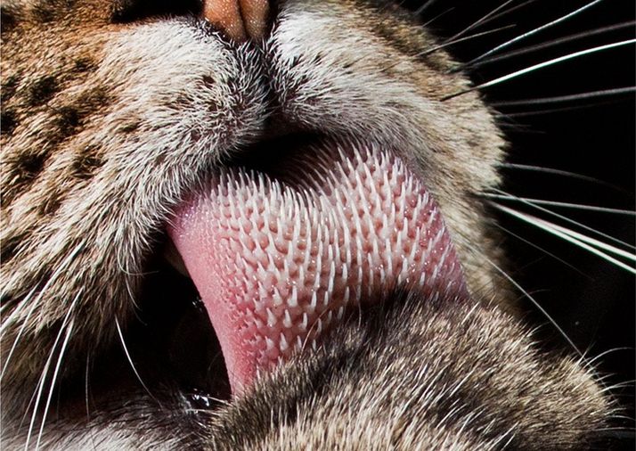lidah kucing