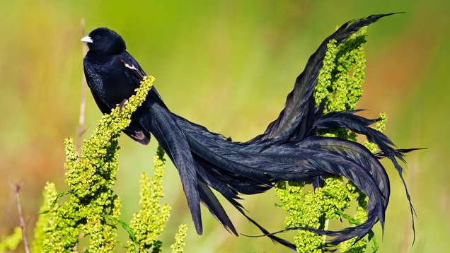 long tailed widowbird