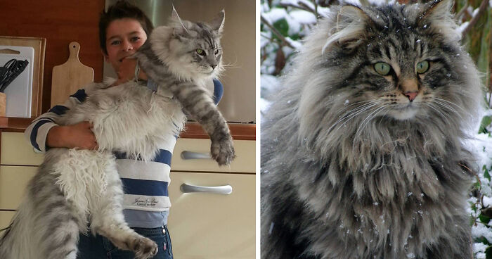 maine coon 157