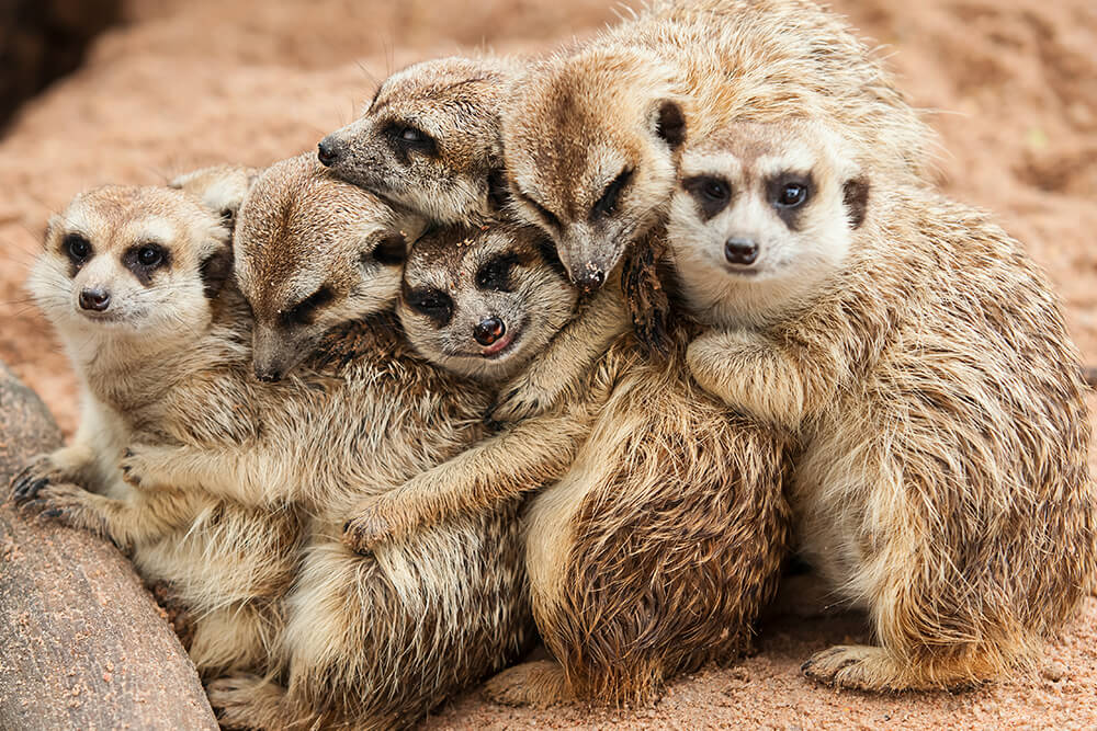 meerkats 8 haiwan dengan tabiat tidur yang pelik dan unik