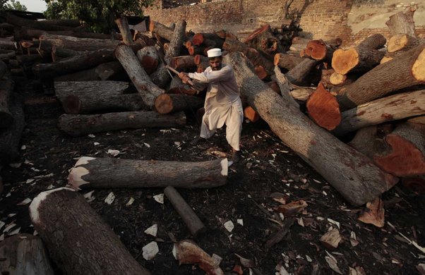 memulihkan semula hutan akibat penebangan yang berleluasa