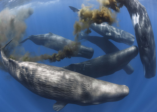 mengapa tahi ikan paus sperma sangat mahal
