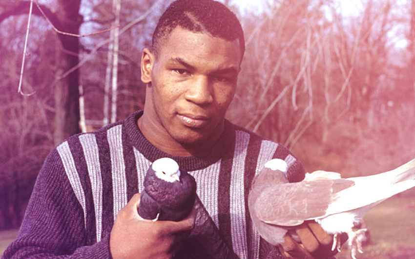 mike tyson loves pigeon