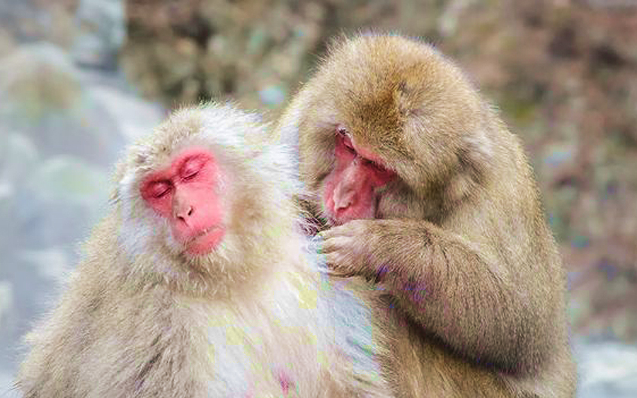 monyet bercinta