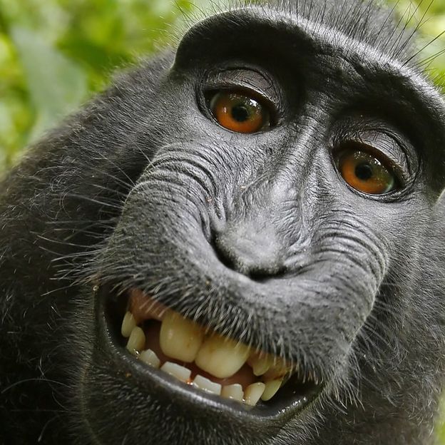 monyet paling pelik di dunia
