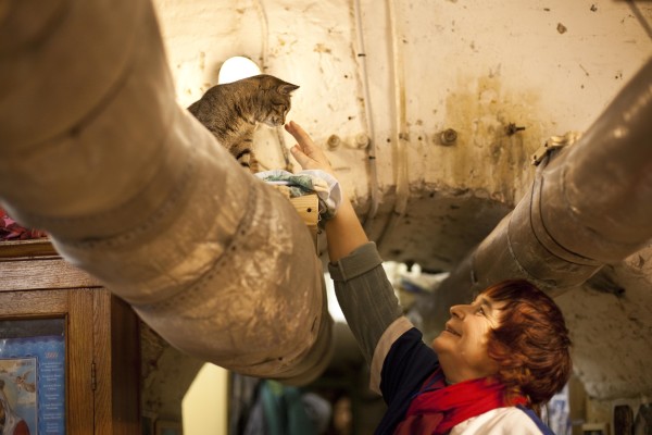 muzium kucing yang perlu dilawati oleh peminat kucing rusia hermitage