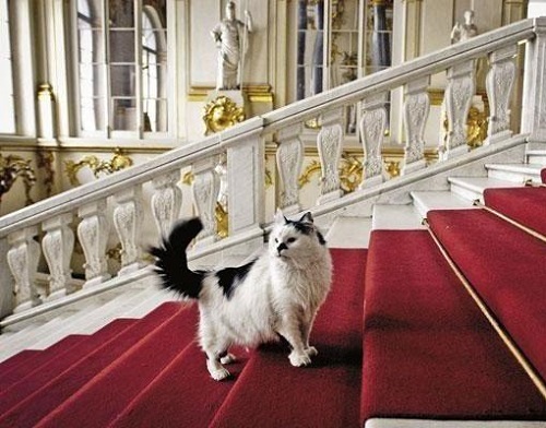 muzium kucing yang perlu dilawati oleh peminat kucing rusia