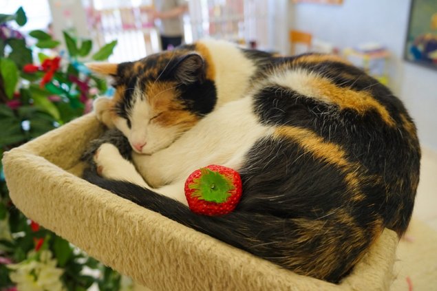 muzium kucing yang perlu dilawati oleh peminat kucing