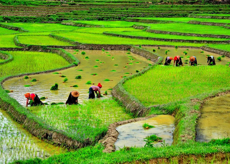 myanmar 10 negara pengeluar beras terbesar di dunia