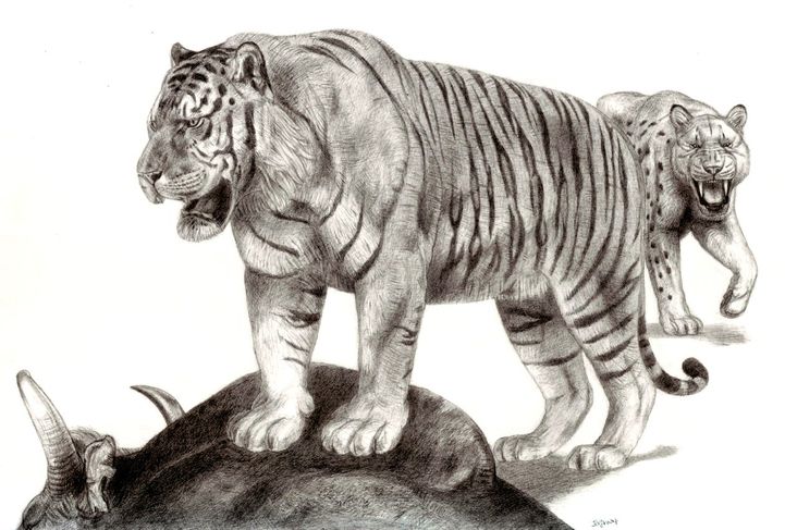ngandon tiger