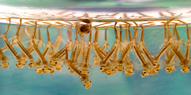 nyamuk baru tak dapat bertahan hidup disebabkan oleh nyamuk transgenik