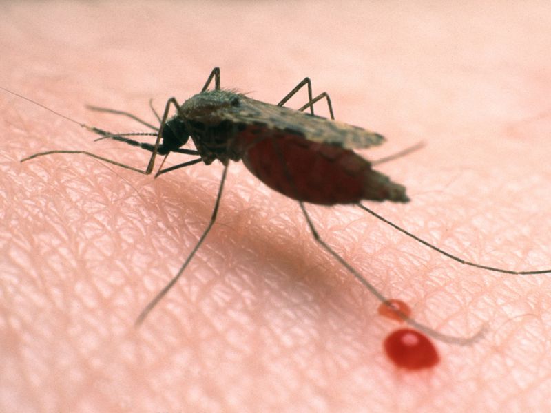 nyamuk malaria hisap darah manusia