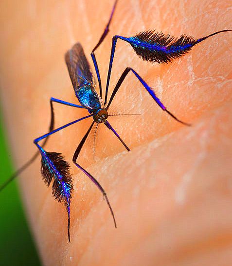 nyamuk sabethes cyaneus paling cantik di dunia 7