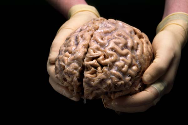otak manusia sains alquran