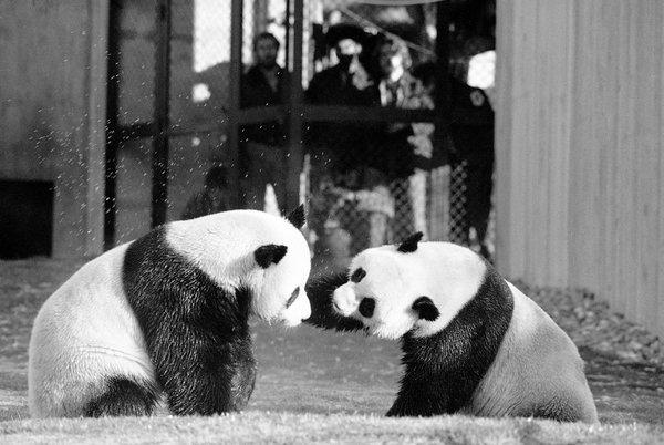 panda hadiah kerajaan china
