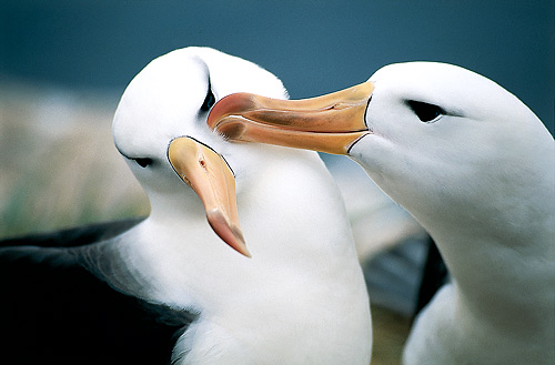 pasangan albatross