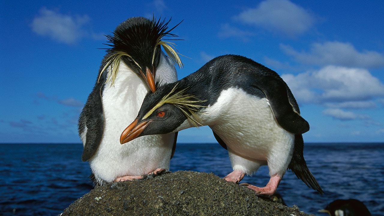 pasangan penguin comel