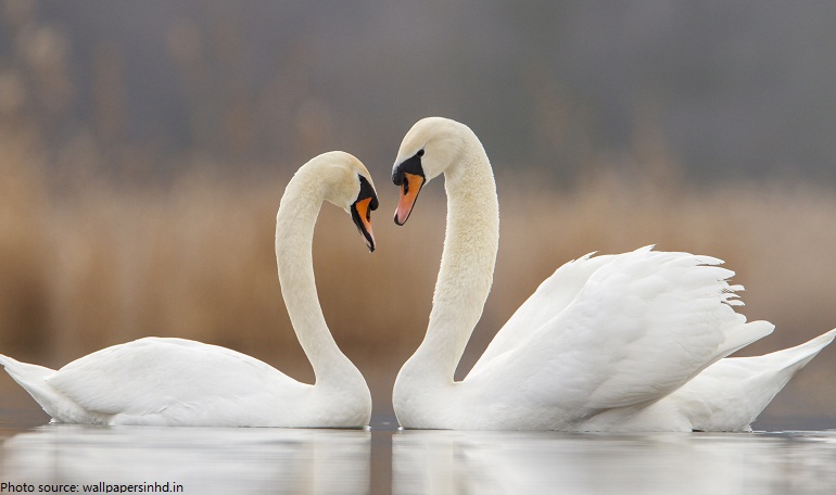 pasangan swan bercanda di air