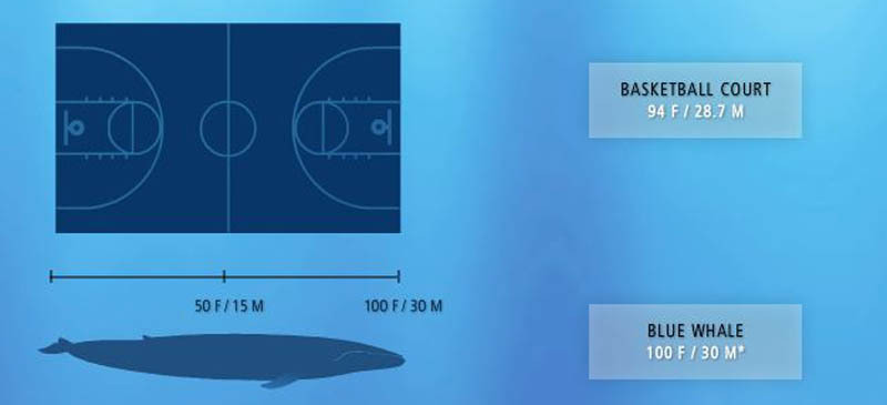paus biru haiwan paling besar di dunia 2