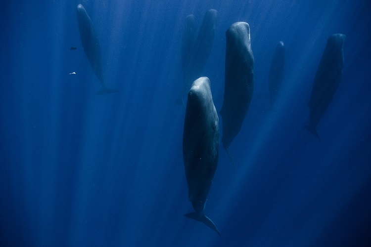 paus sperma 8 haiwan dengan tabiat tidur yang pelik dan unik
