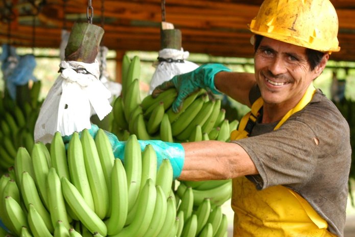 pekerja di ladang pisang costa rica