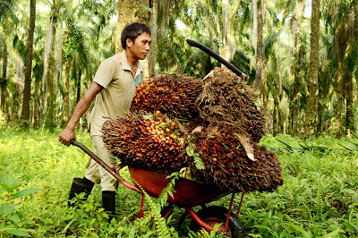 peladang kelapa sawit ipo terbesar malaysia