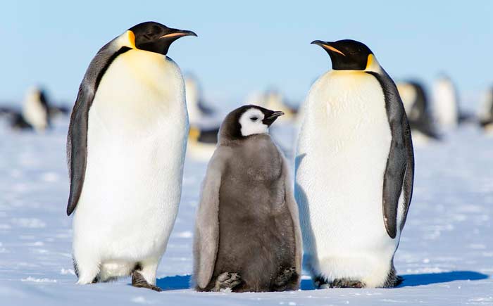 penguin pasangan anak