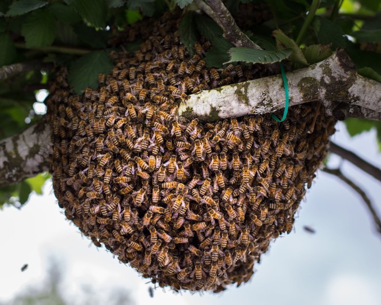 peranan sebenar ratu lebah
