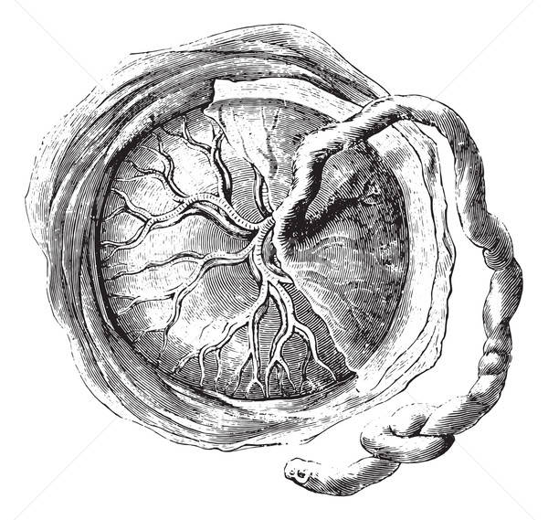 placenta uri bayi