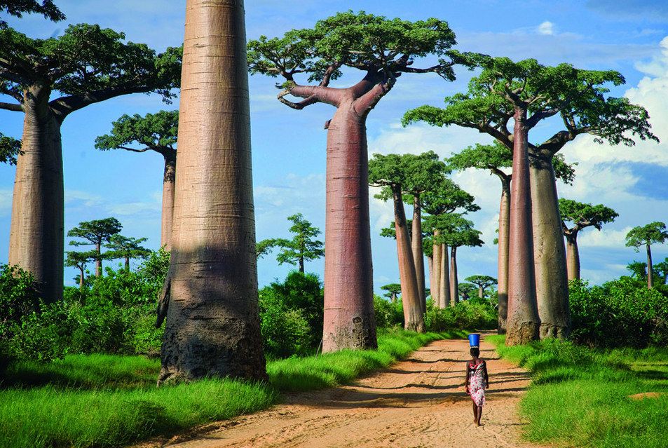 pokok baobab 808