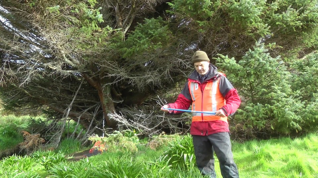 pokok paling terpencil dan kesunyian di dunia sitka spruce new zealand saintis membuat kajian
