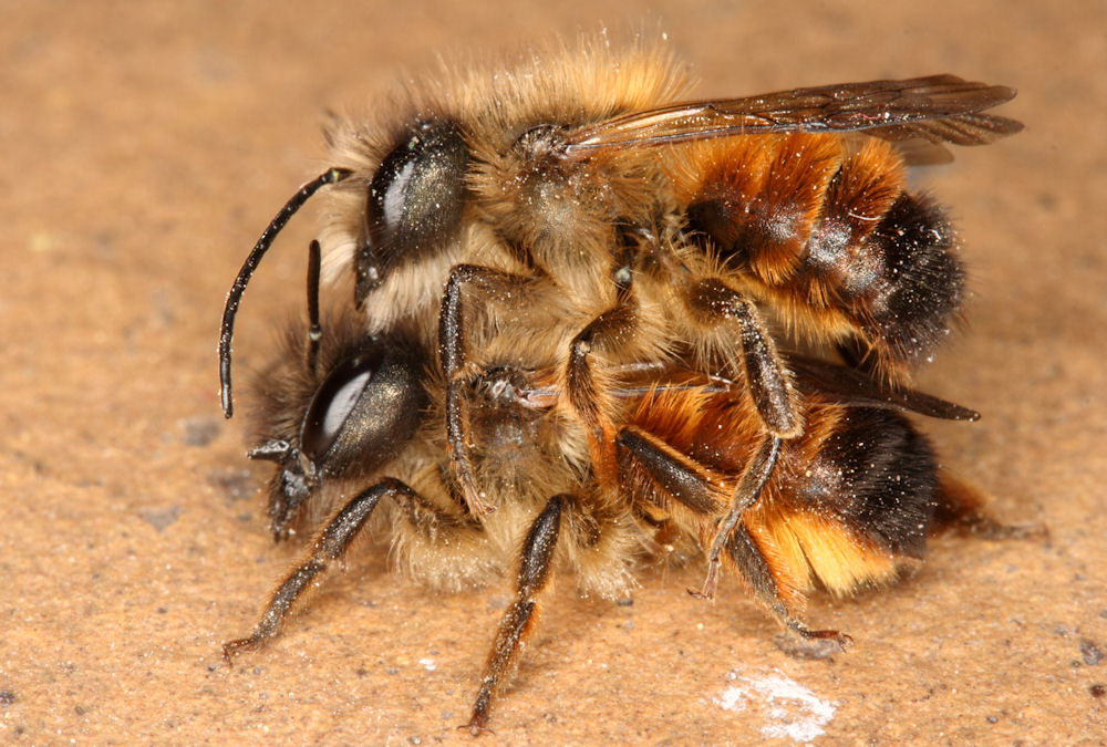 proses mengawan lebah madu yang menyedihkan