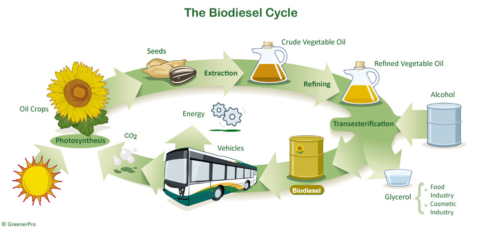 proses menghasilkan biodiesel