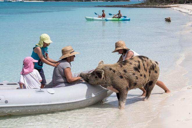 pulau babi