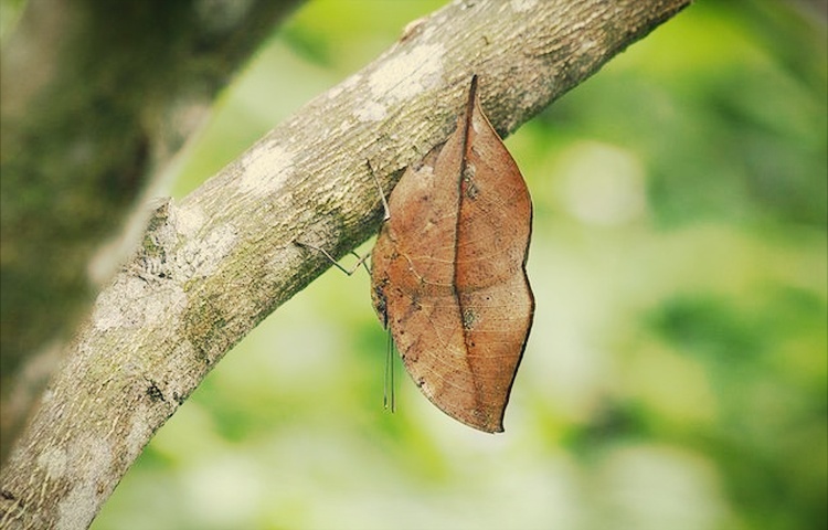 rama rama daun mati teknik penyamaran haiwan