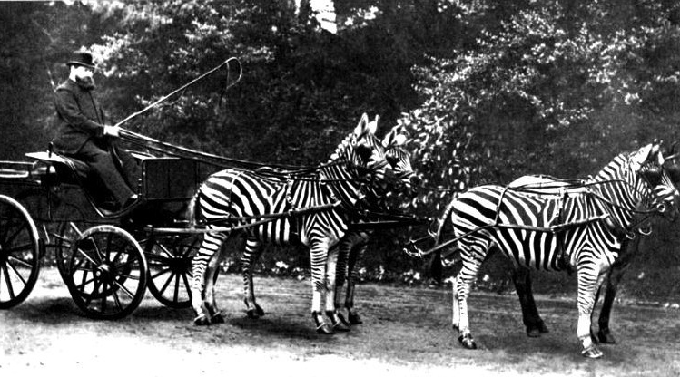 rothschild zebras