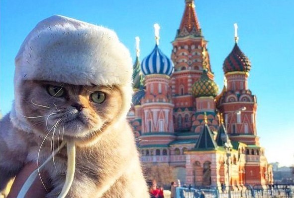 russia paling gemar kucing di dunia