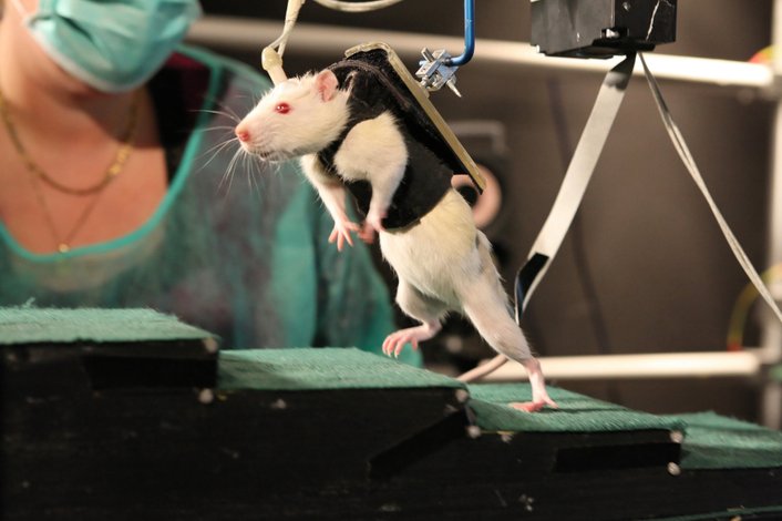 saintis lebih memahami tikus daripada haiwan lain