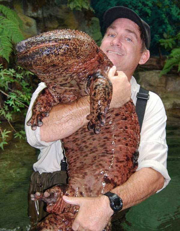 salamander gergasi china haiwan paling besar di dunia
