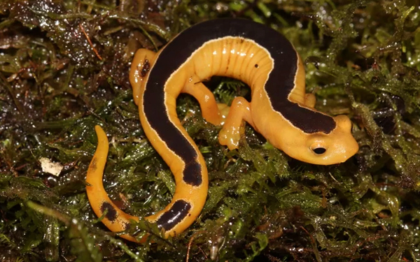 salamander jackson