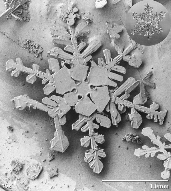 salji di bawah mikroskop 3