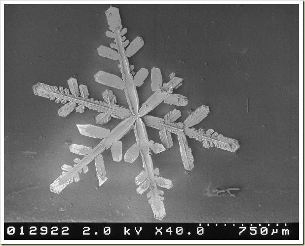 salji di bawah mikroskop